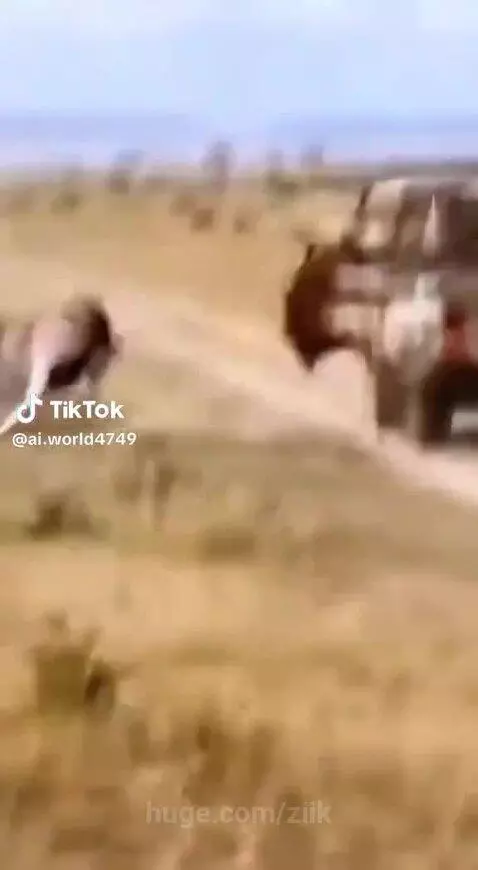 A zebra kicks a hyena forcefully, sending it airborne near a safari vehicle with shocked onlookers.