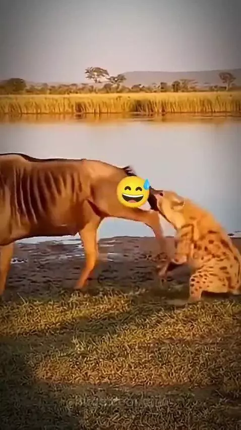 Hyena is sent flying through the air after biting a wildebeest's tail and getting kicked.
