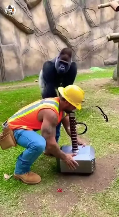 Gorilla effortlessly lifting Thor's hammer while a man watches in disbelief.