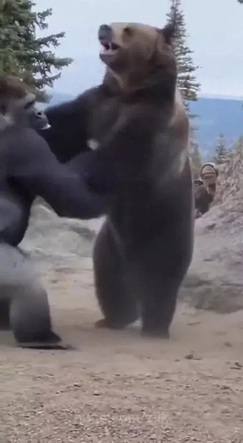 Animated gorilla and brown bear fighting intensely in a rocky, forested outdoor environment.