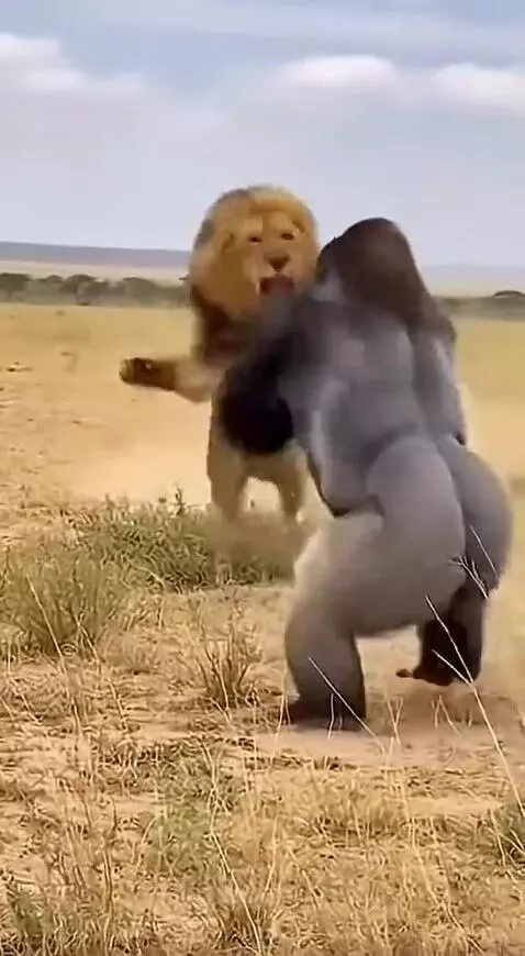A male lion and a large silverback gorilla in an intense physical fight on a dry savanna.