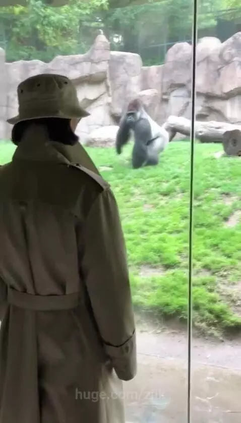Gorilla slams into zoo glass enclosure, leaving a spiderweb crack pattern.