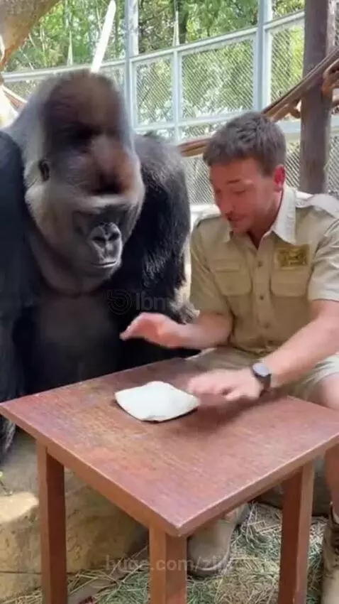 A gorilla leans forward to investigate a table where a magic trick was just performed, looking confused.