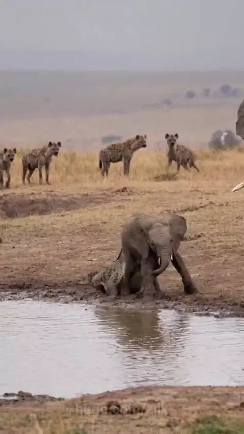 Adult elephant attacks and throws a crocodile away from a baby elephant near a watering hole.