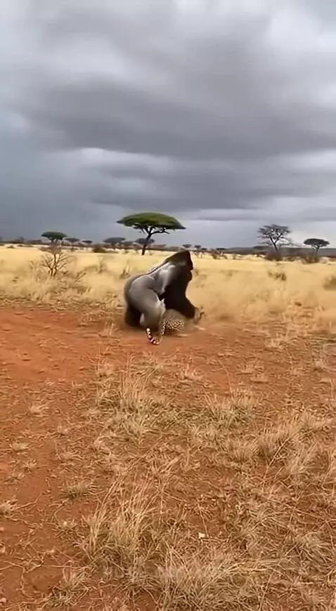 Silverback gorilla powerfully lifting and throwing a leopard in a dry, grassy savanna with acacia trees.
