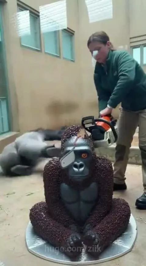 A gorilla in an enclosure watches a zookeeper cut a large gorilla-shaped cake with a chainsaw.