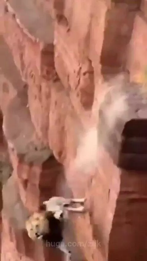 A lion and an ibex tumble down a steep, rocky cliff face in a savanna environment.