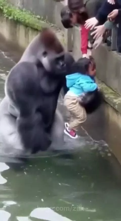 A large gorilla carefully holding a small child near the edge of a water-filled enclosure, allowing rescue.