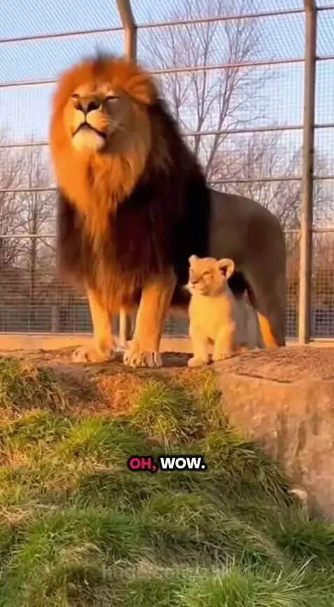 A lion cub stands near a large adult male lion on a grassy mound, bathed in golden light.