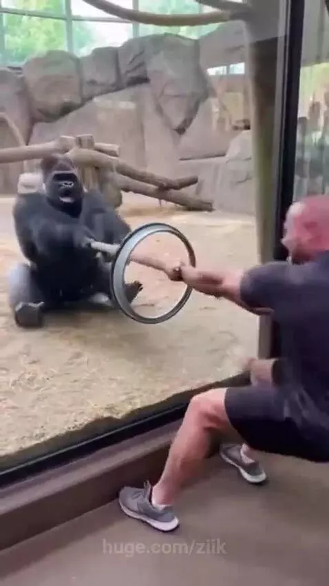 Man struggling against a silverback gorilla in a tug-of-war through thick zoo enclosure glass.