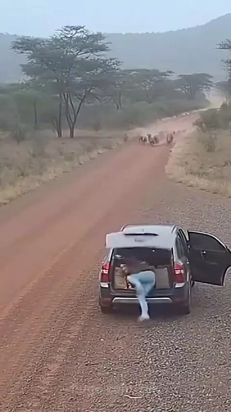Person loading SUV as hyenas approach rapidly on a dusty savanna road.
