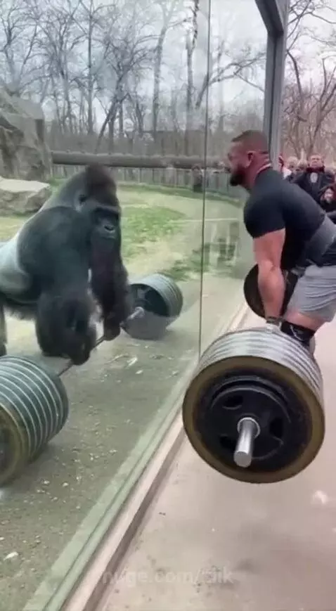 A large gorilla in a zoo enclosure watches a strongman perform a deadlift and then imitates the action.