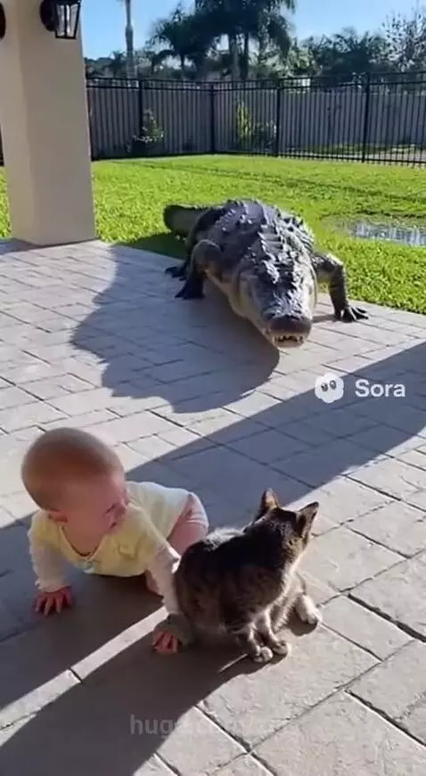 A cat stands protectively in front of a baby on a patio, facing a large alligator prop.