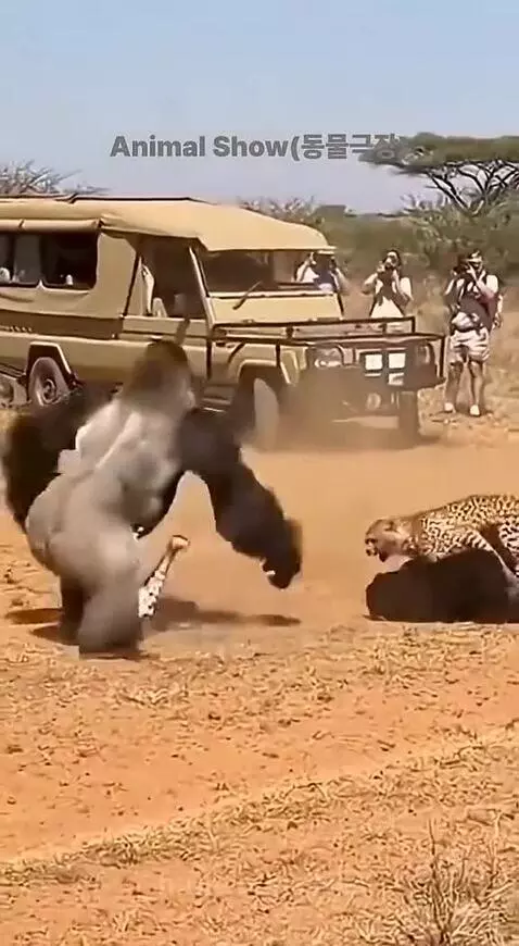 A silverback gorilla attacking a leopard in a dusty savanna with a safari vehicle in the background.