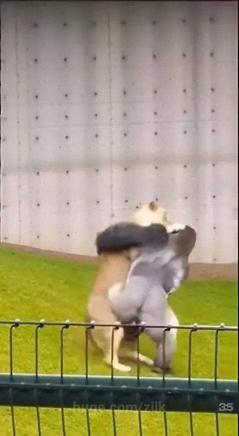 Silver back ain't taking it easy with the king of the jungle by ziik