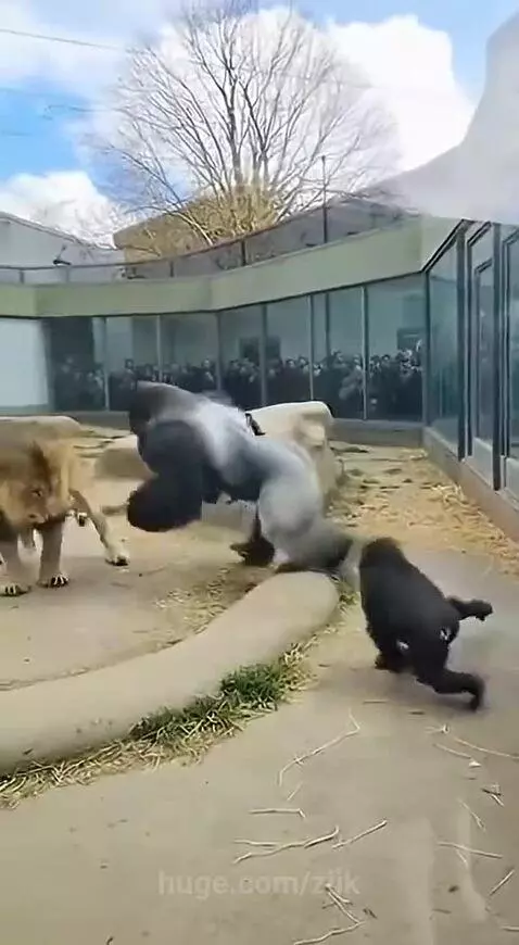 Silverback gorilla aggressively confronting a lion in a zoo enclosure, with a baby gorilla watching.
