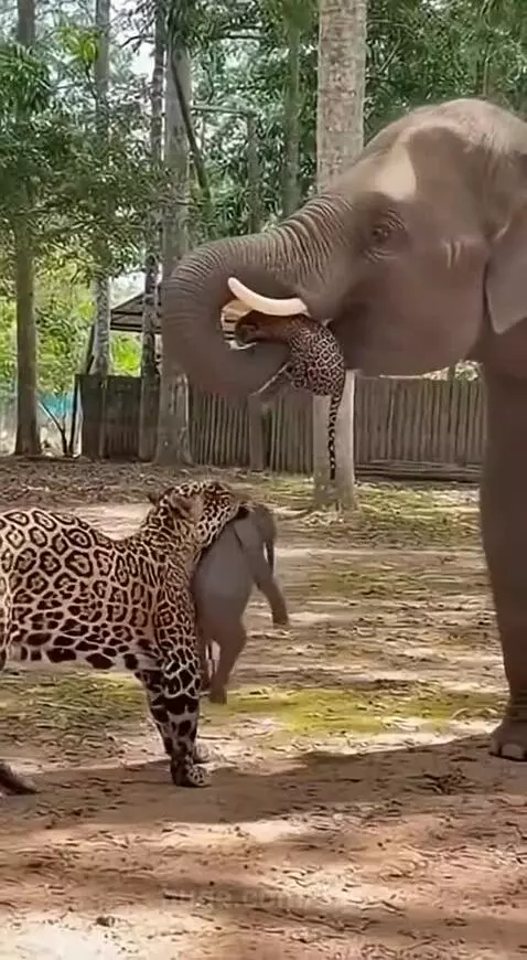 Elephant holding a leopard cub in its trunk, leopard carrying a baby elephant, with lush trees in the background.