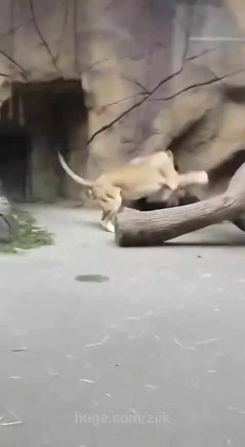 A large silverback gorilla aggressively pinning down and hitting a lioness within a zoo enclosure.