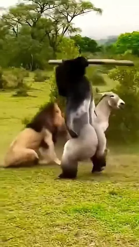 Silver back saves donkey From lion's attack by ziik