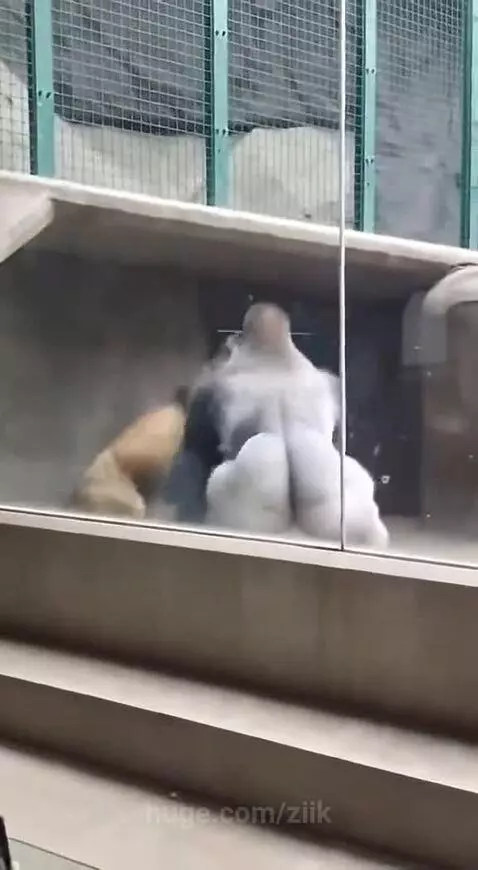 A gorilla aggressively fighting a lion inside a zoo enclosure, viewed through glass.
