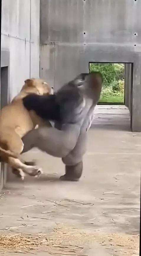 An adult gorilla lunging at a lioness holding a baby gorilla, protecting its young.