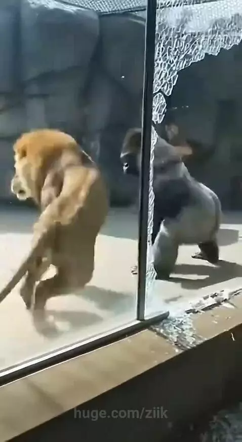 An aggressive gorilla stands over a subdued lion on the ground inside an enclosure, with a cracked glass barrier.
