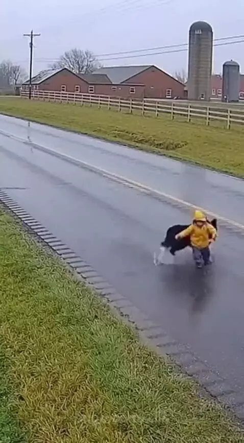 A black and white dog nudges a child in a yellow raincoat away from a road as a semi-truck passes.