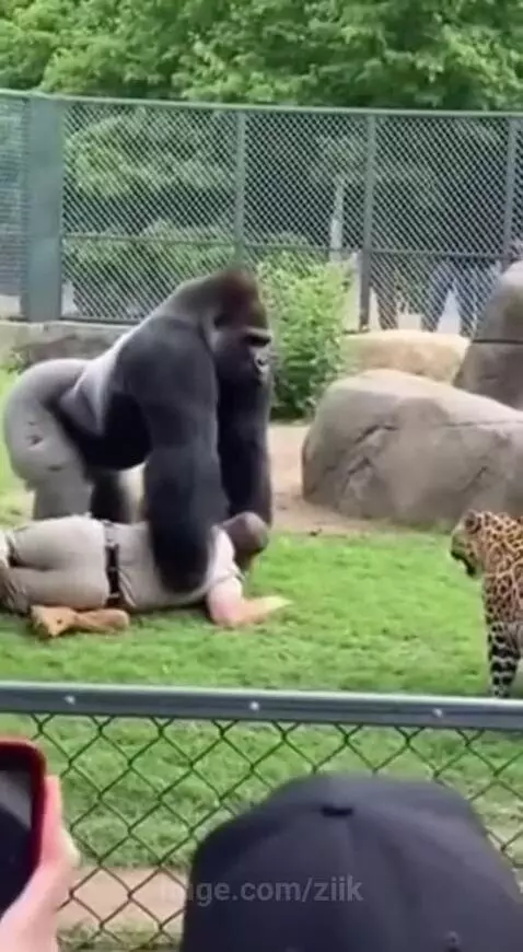 A silverback gorilla stands protectively over a man lying on the ground, with a leopard in the foreground.