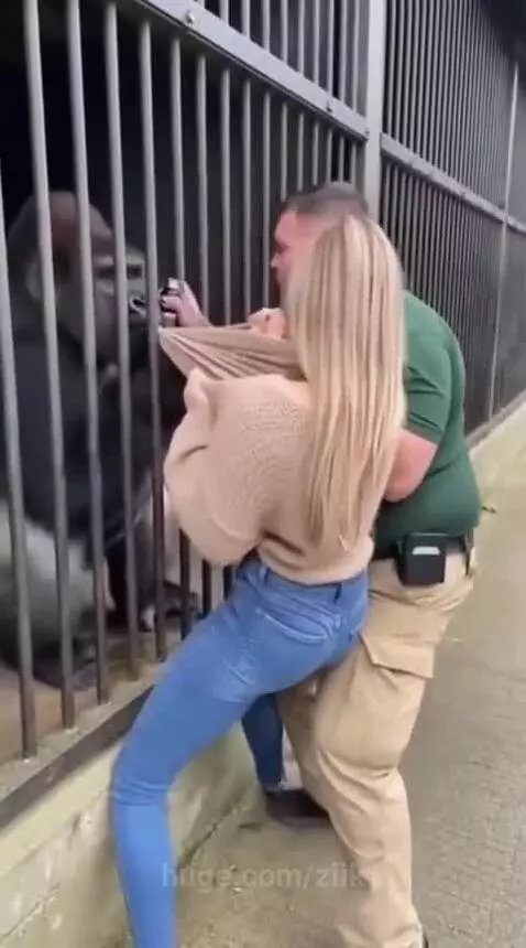Woman in beige sweater and blue jeans pulled by an angry silverback gorilla at a zoo enclosure.