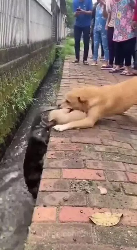A tan dog pulls a small puppy away from a monitor lizard in a water channel.