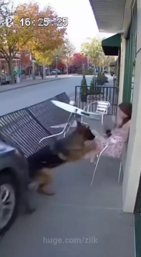 A German Shepherd dog is pinned against a wall by a car after pushing its owner to safety at an outdoor cafe.
