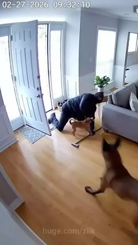 A small dog barks as a larger dog attacks an intruder trying to enter a house.