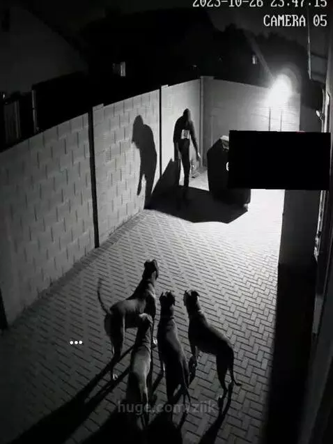 Person in hoodie jumps over brick wall into backyard at night, four dogs watch intently.