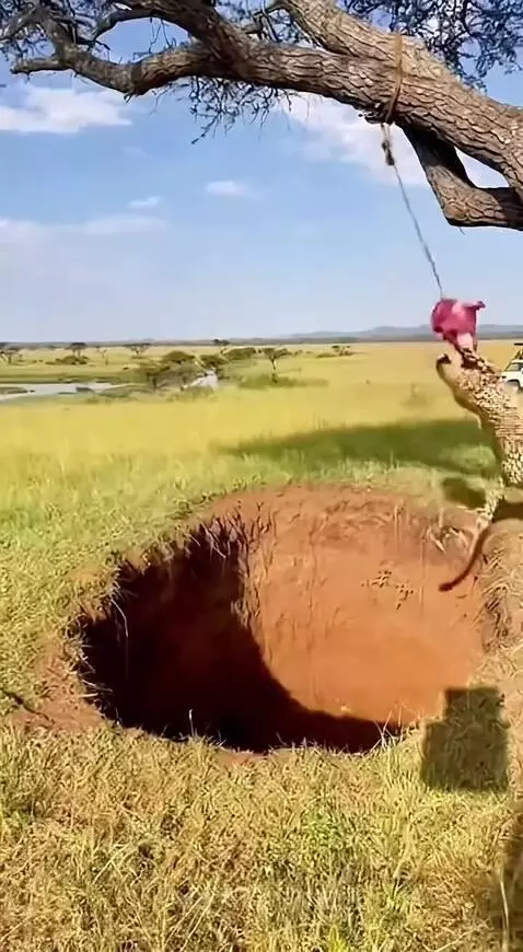 A cheetah in a deep pit in a savanna, with a red object hanging above.