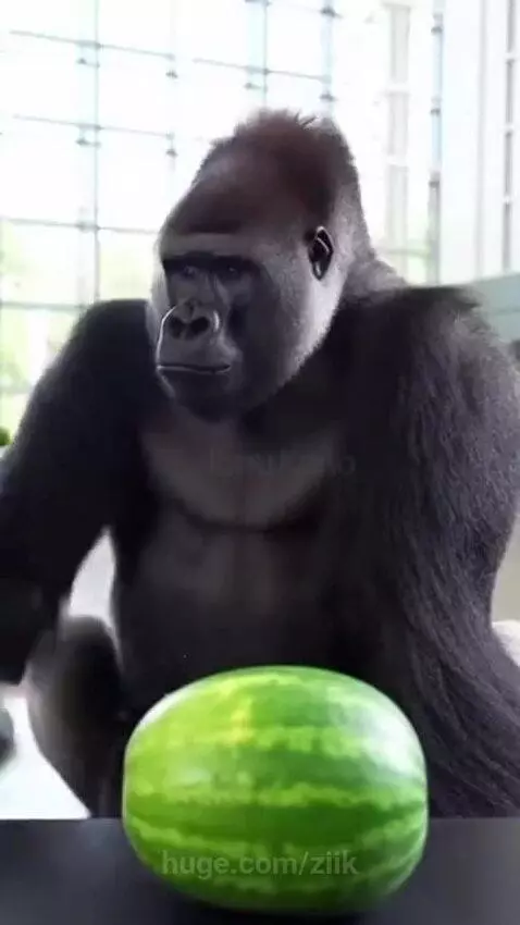 A silverback gorilla smashing a watermelon with one fist while a surprised man watches.