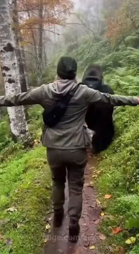A large black gorilla embraces a person in a green jacket on a muddy forest path, showing a gentle and loving interaction.
