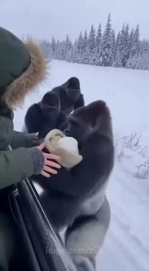 A silverback gorilla gently holds a bundled object that looks like a baby in a snowy environment.