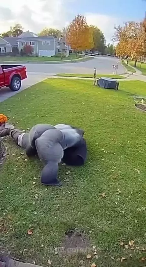 Man in green shirt hugging a person in a realistic silverback gorilla suit on a suburban lawn.