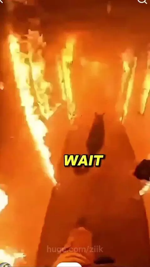 Dog and a fire fighter work together to save a cat from a bu... by ziik