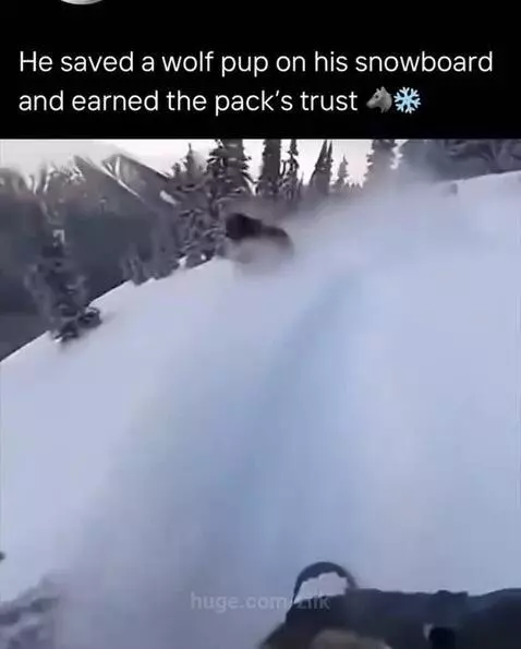 Snowboarder interacting with a wolf pup after saving it from a bear, with adult wolves nearby.