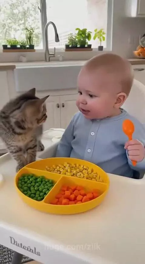 Baby in high chair with food, looking at a kitten on the tray.