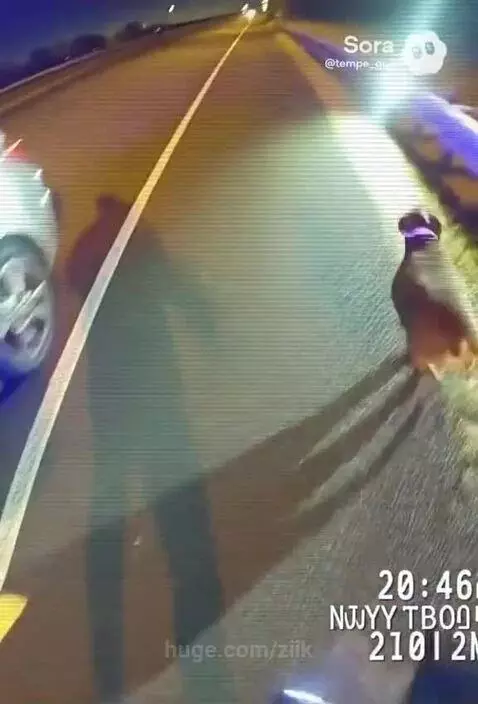 Body camera view of a police officer chasing a bulldog that escaped from a car at night.