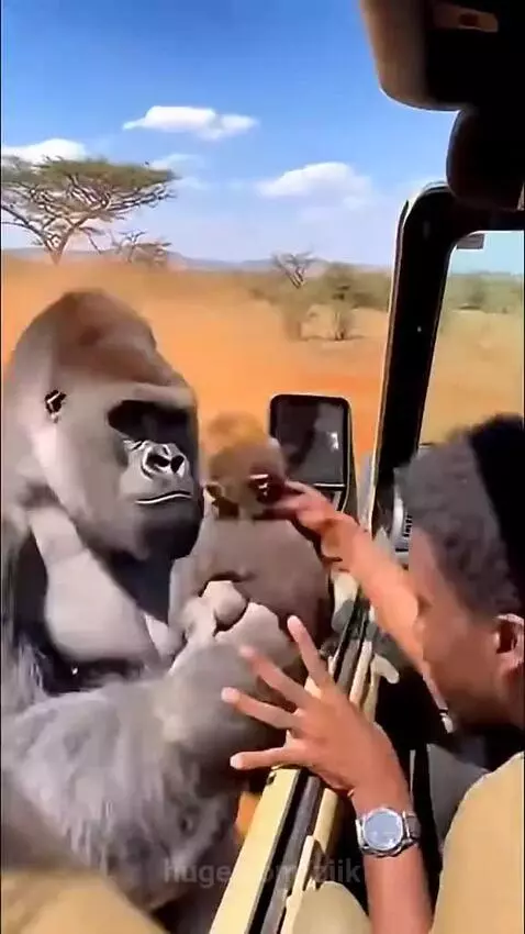 A large gorilla stands protectively next to an open safari vehicle window as lions approach.