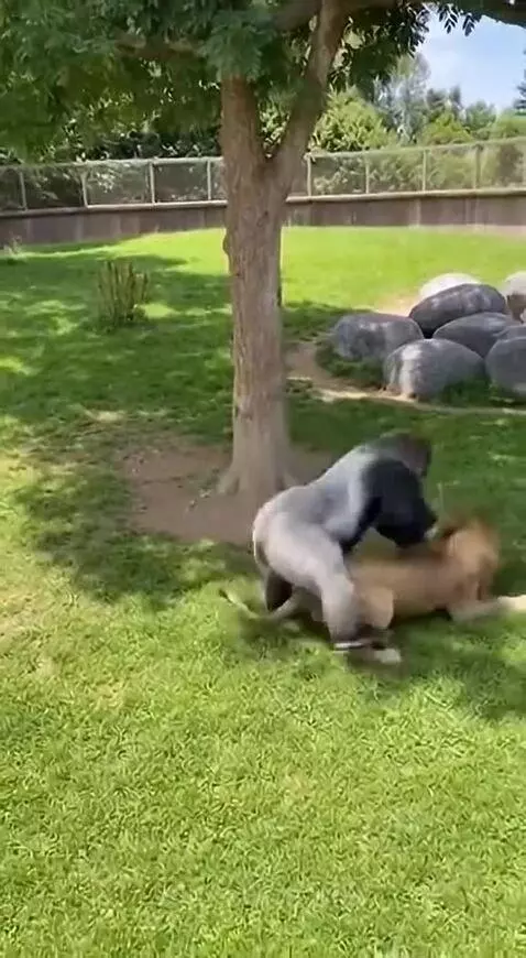Adult gorilla fighting a lion to protect a baby gorilla on the ground.