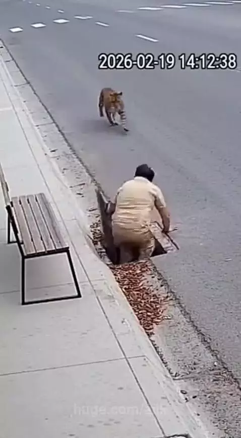 Man sitting on a bench as a leopard approaches, then jumps into an open manhole to escape.