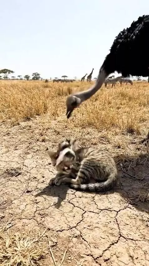 Ostrich dropping fish near a sleeping tabby cat on dry earth, with giraffes and zebras in the background.