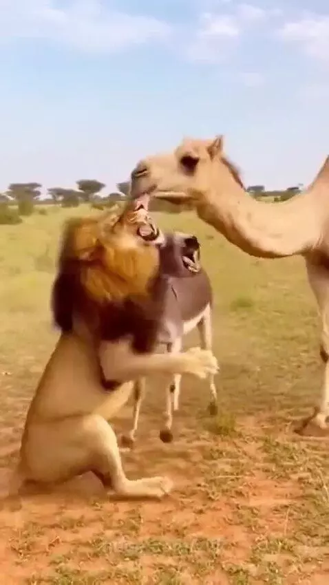 A male lion with a large mane roars loudly while a camel aggressively pushes its head into the lion's face.