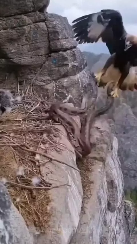Mother eagle gripping a python with its talons, ready to defend its nest and chicks on a cliff.