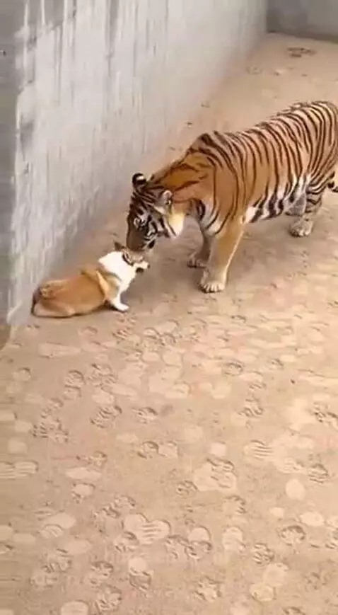 A tiger holding a small dog in its mouth, lifting it towards a wall where people are watching.