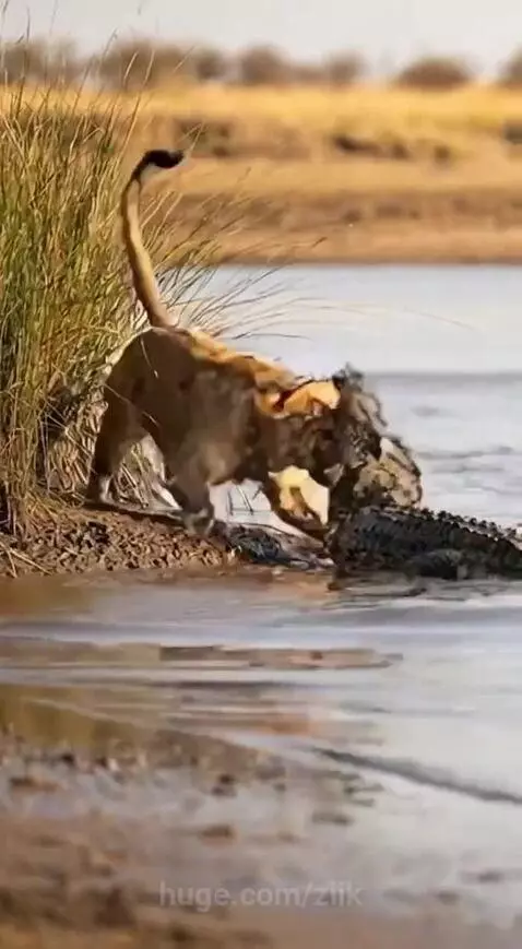 Lioness aggressively fighting a crocodile in shallow water near a grassy bank.
